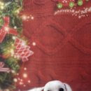 비비펫살롱 이미지