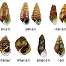 다슬기 (Korean freshwater snail) 이미지