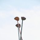 파크골프클럽 이미지