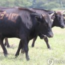 제주 흑우 이미지