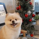 프로펫애견샵 이미지