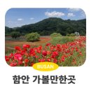 1418 | 경남 함안 가볼만한곳 악양둑방 악양생태공원 꽃구경