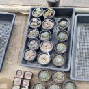 살구미농장 이미지