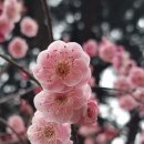 살구나무펜션민박 이미지