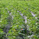 새농민농장(1농장) 이미지