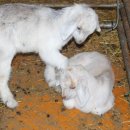 매화골농장 | 매화골흑염소농장 흔들이 치료후기