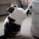 Healthy Cat 이미지