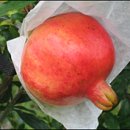 재배기술 ▒▒ 과일 - 석류재배기술 이미지