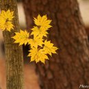 금강송 생태경영림 이미지