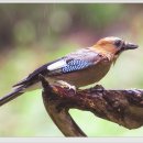 까치인터넷 이미지