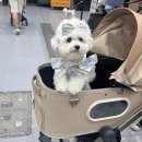 쥬쥬펫 | 로얄 테일즈 '그레이스' 3년 사용 내돈내산 후기 :) + 50% 할인 받아 구매한 꿀팁!