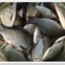 대물낚시 이미지