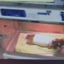 강북구 미아 루시드동물병원 13살 노견 유선종양, 발치수술 후기