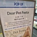 백화점 펫 페스타🐾 팝업스토어/[칸독]고급 가죽 하네스/스와로브스키 콜라고💎/반려동물 용품 팝업 방문후기