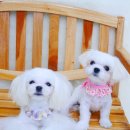 도리도리펫샵 이미지