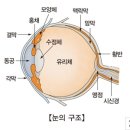 [봄의약속안과]갑작스런 천둥번개 &#34;섬광증&#34; 알아볼까요? 이미지