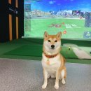 모모스크린골프 이미지