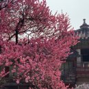 (주)소담건설 - 14957 | '26년 3월 28일 창덕궁 관람 후기(매화, 진달래 등 봄꽃 개화현황)