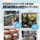 게코리포