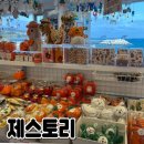 제주 기념품샵 바이제주 제스토리 내돈내산 후기 : 완전 추천