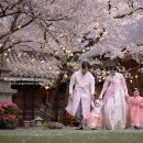 (주)더기프팅컴퍼니 | 대구 돌스냅 아현정 돌잔치 벚꽃 시즌 - 강신욱스냅 (feat. 제이드컴퍼니, 라라한복)