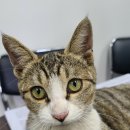 더킹타이어 이미지