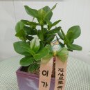 둔포우리약국 이미지