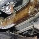 매니아모터스 | 전주벤츠정비 전주 AB모터스, 수입차 정비의 새로운 기준