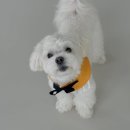 호텔멍 | 옥천 애견호텔 밀키멍 후기🐶🏩 추천 ⭐️⭐️⭐️