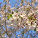 예래작은숲 | 제주 올레길 8, 9코스 걷기 여행 (2) 대왕수천예래생태공원, 군산오름, 색달식당