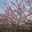 고향의봄 이미지