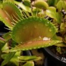 B52(비오이) 이미지