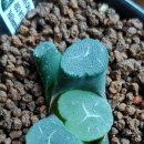 밀레니엄슈퍼 이미지