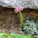 거미줄바위솔(Sempervivum arachnoideum) 이미지