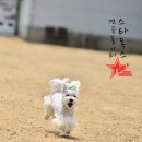 바라 이미지