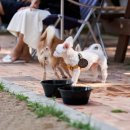 댕댕이 운동장 이미지