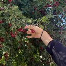 두림농장 | [🇹🇷튀르키예] 터키 4일차/카파도키아 승마/카파도키아 일출/항아리케밥/카파도키아에서 페티예 카밀코치...