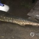 대전천 이미지