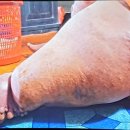 코끼리오락실 이미지