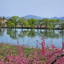 경북 경산시 남산면 반곡리의 반곡지, 복사꽃 이미지