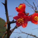 봄마중(2월에는) 이미지