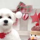 써니애견 미용실 이미지