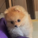 베베멍 강아지고양이분양 시흥본점 이미지