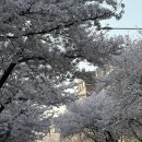 씨유 망우우리점 | 마포) 우리 한강갈래? 망원한강공원 벚꽃보며 산책하고 한강라면 한사바리 한 썰.. 데이트 코스