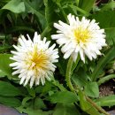 하얀민들레 이미지