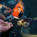 상업용 63 이미지