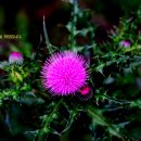 창영농원 이미지