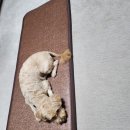 콜렌육십도 이미지