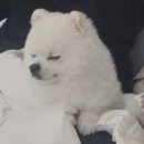 꽃솜이 | (4살포메) 레인 바우 애견카페 🐶친구들 모임