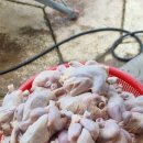 두산2리 네이버블로그